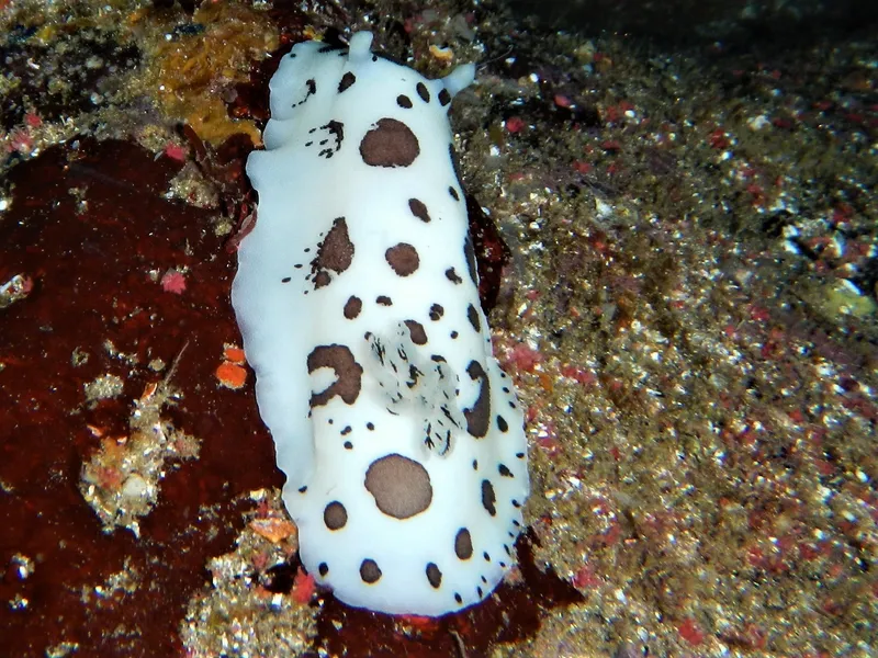 Dotted Sea Slug (Peltodoris atromaculata)