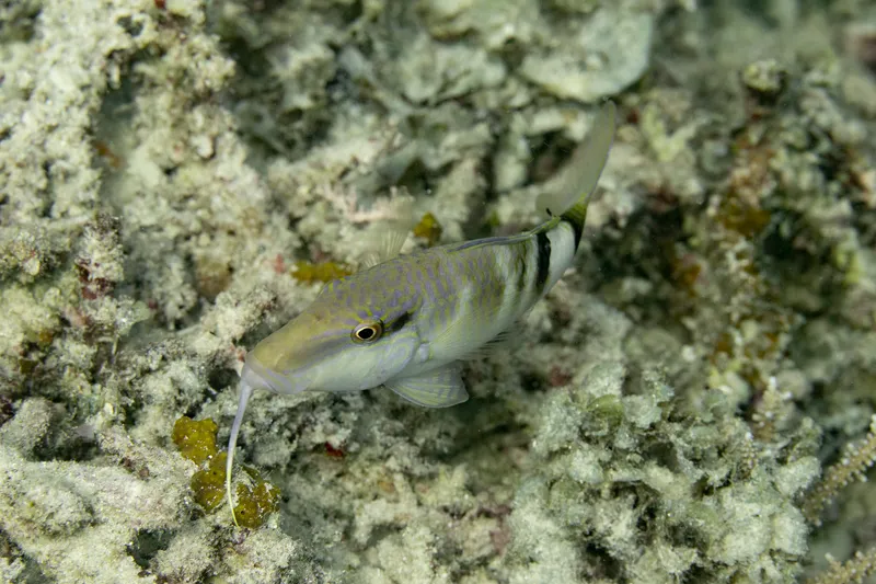 Banded Goatfish (Parupeneus multifasciatus)