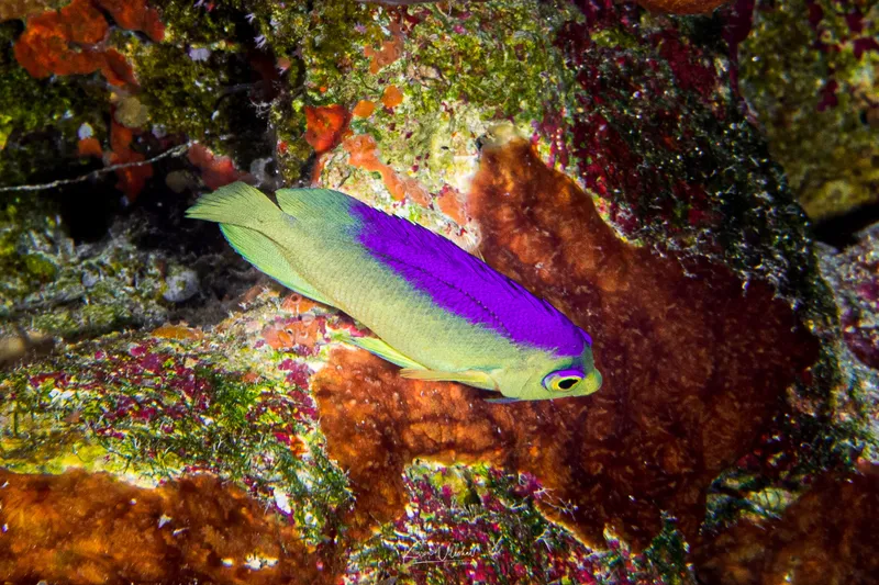 Dwarf Angelfish (Centropyge colini)