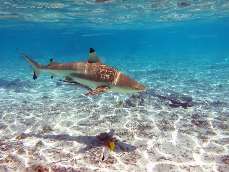 Blacktip Reef Shark (Carcharhinus melanopterus)