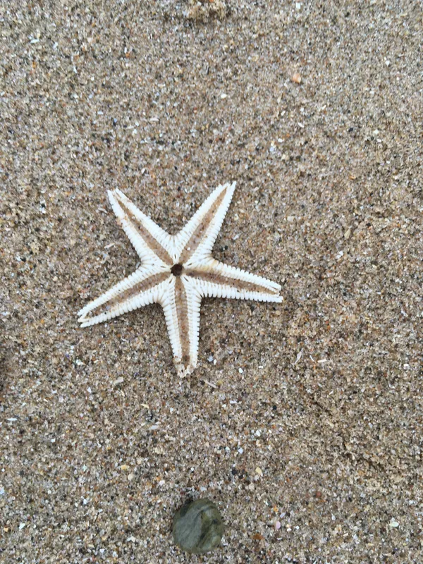 Sand Star (Astropecten irregularis)