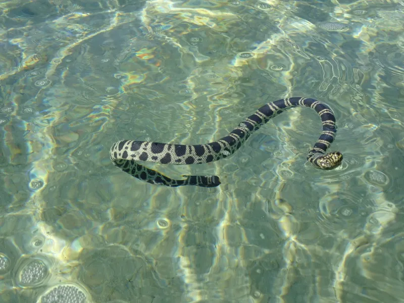Greater Seasnake (Hydrophis major)