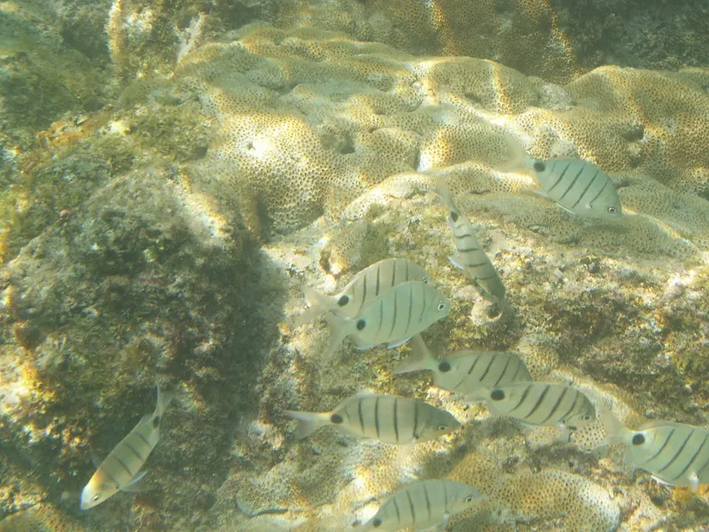 Striped White Bream (Diplodus lineatus)