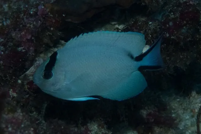Zebra Angelfish (Genicanthus caudovittatus)