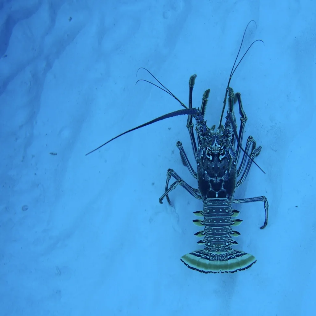 Bermuda Lobster (Panulirus argus)