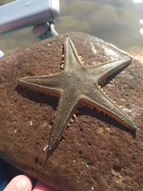 Jonston's Sand Star (Astropecten jonstoni)
