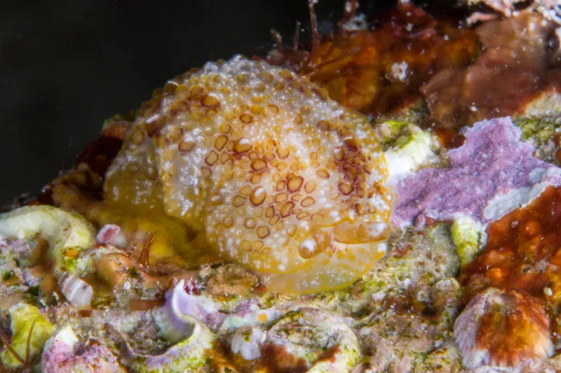 Atlantic sidegill slug (Pleurobranchus areolatus)