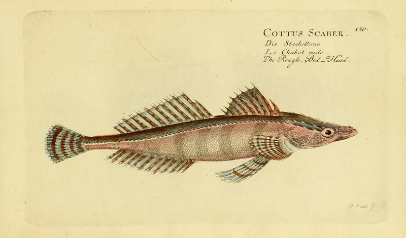 Rough Flathead (Grammoplites scaber)