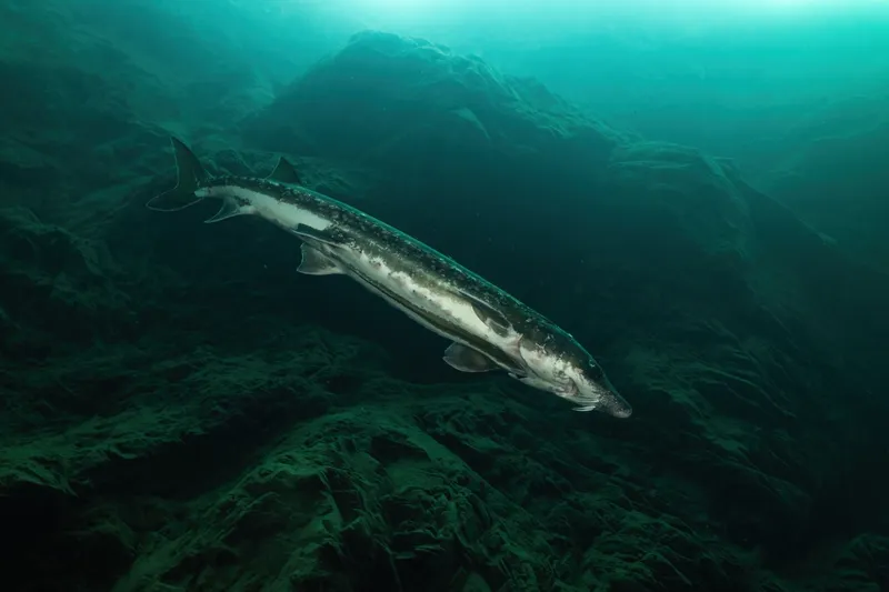 Green Sturgeon (Acipenser medirostris)
