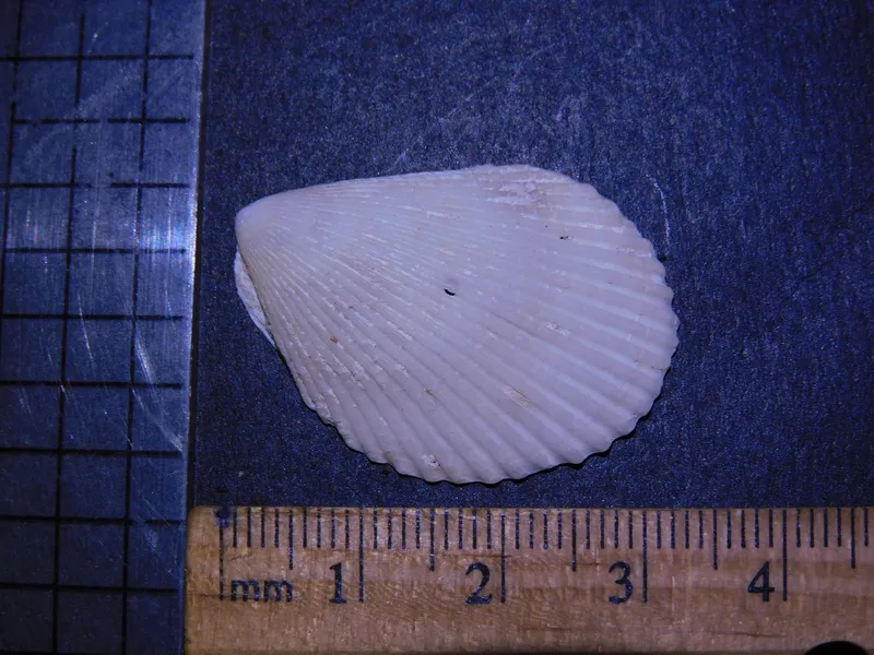 Caribbean Spiny Lima (Lima caribaea)