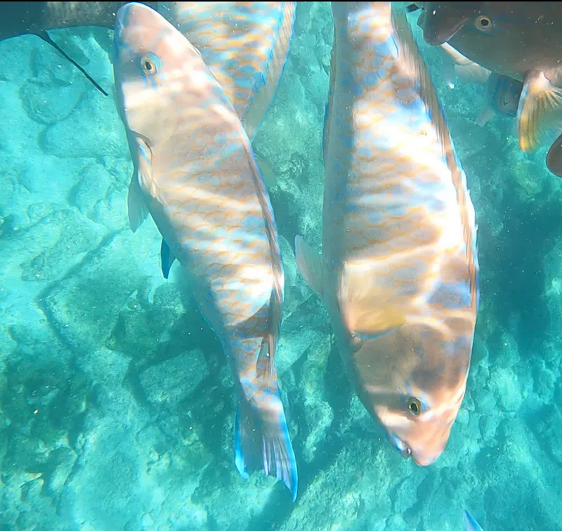Blue-Barred Parrotfish (Scarus ghobban)