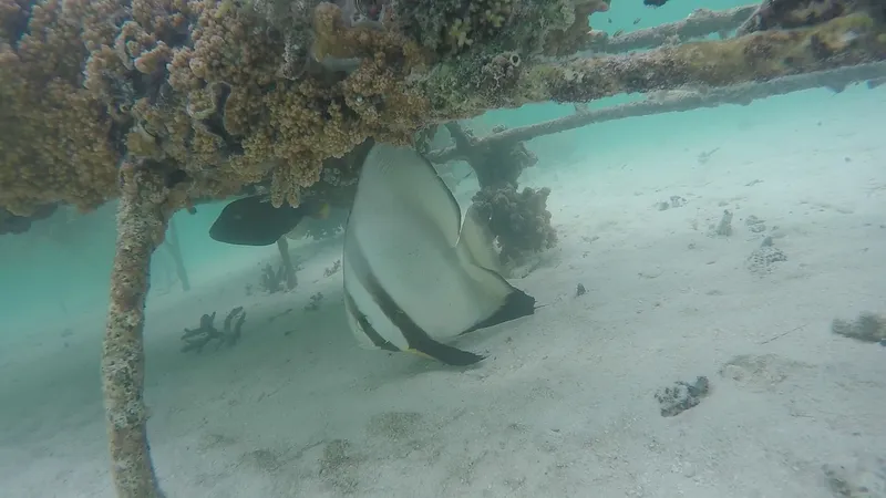 Batfish (Platax orbicularis)