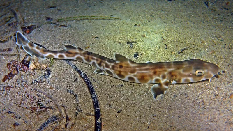 Whiskery Shark (Furgaleus macki)