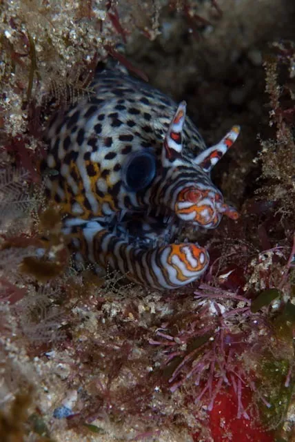 Moray (Enchelycore pardalis)