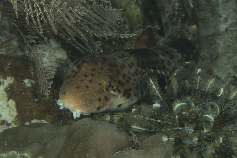 Epaulette Shark (Hemiscyllium henryi)