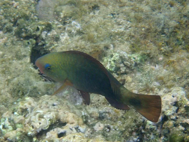 Bullethead Parrotfish (Chlorurus spilurus)