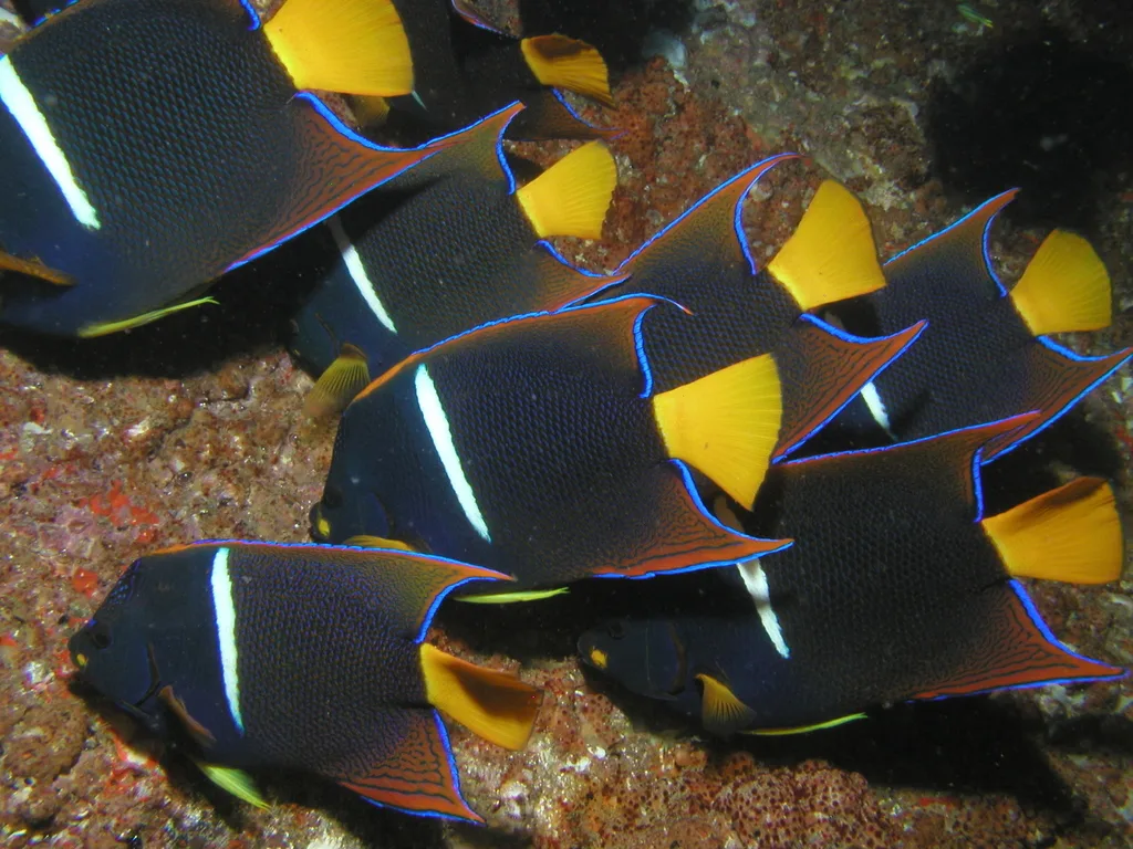 King Angelfish (Holacanthus passer)