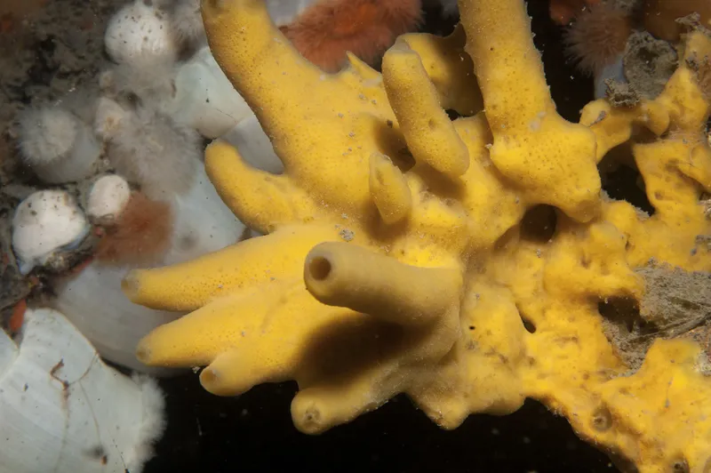 Breadcrumb Horny Sponge (Halichondria (Halichondria) panicea)