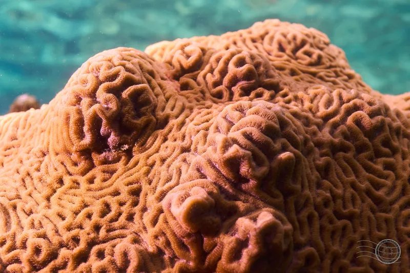 Knobbed Brain Coral (Pseudodiploria clivosa)