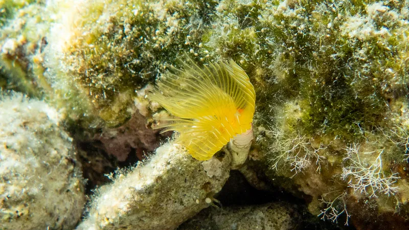 Red-Spotted Horseshoe (Protula tubularia)