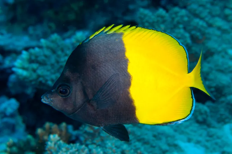Smith's Butterflyfish (Chaetodon smithi)