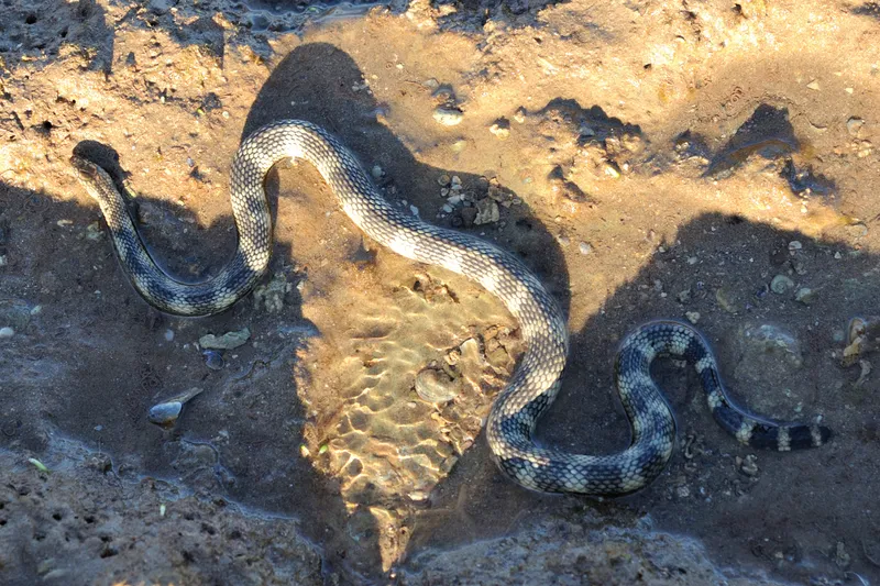 Ephalophis greyi