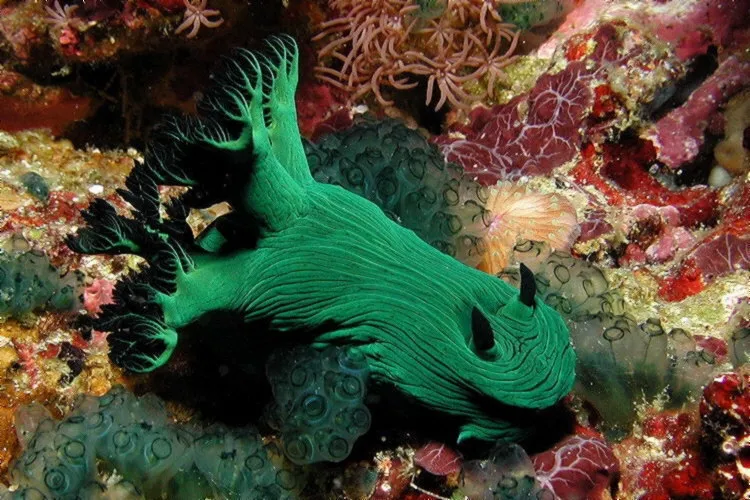 Miller's Nembrotha (Nembrotha milleri)