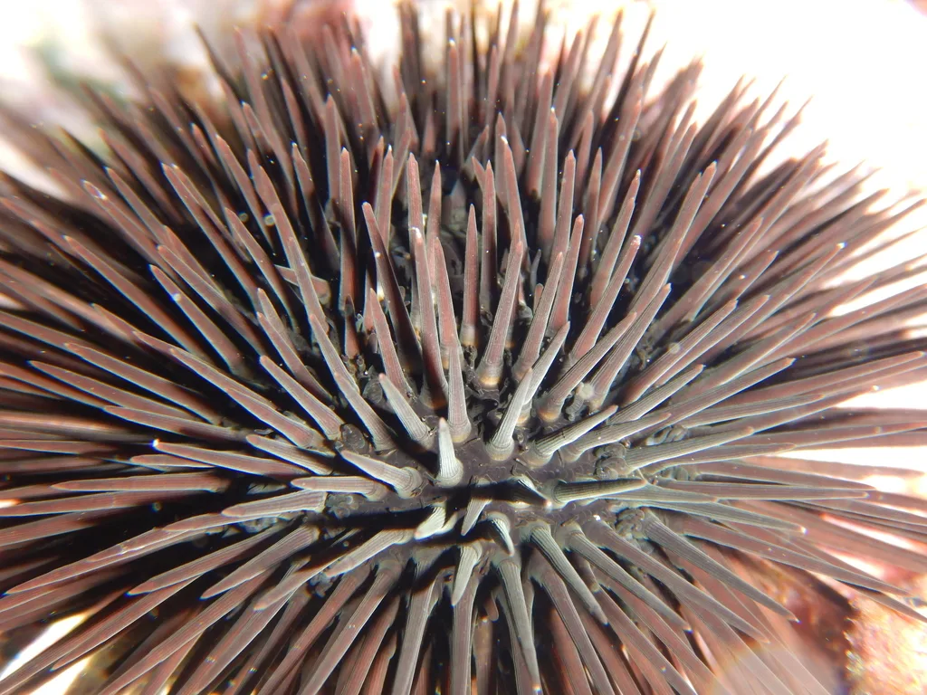 Black Sea Urchin (Arbacia lixula)