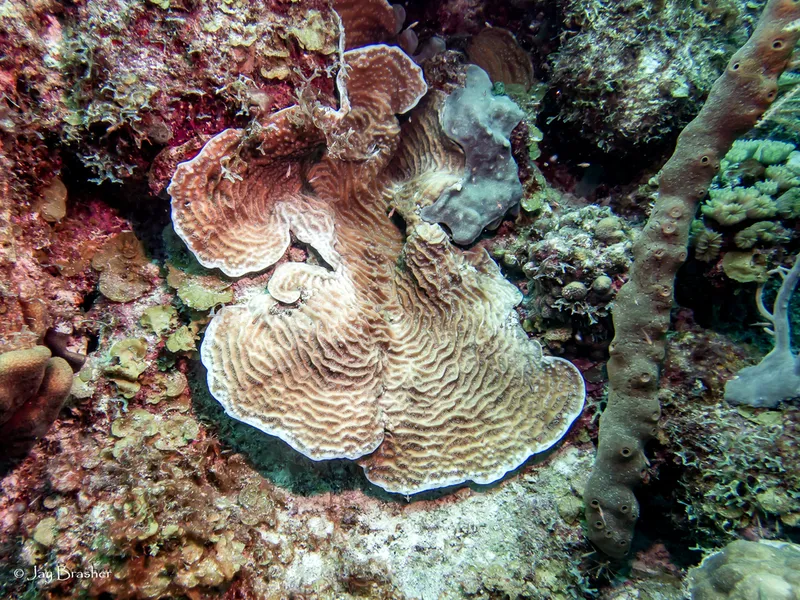 Lamarck’s Sheet Coral (Agaricia lamarcki)