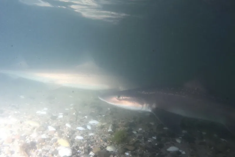 Houndshark (Mustelus lenticulatus)