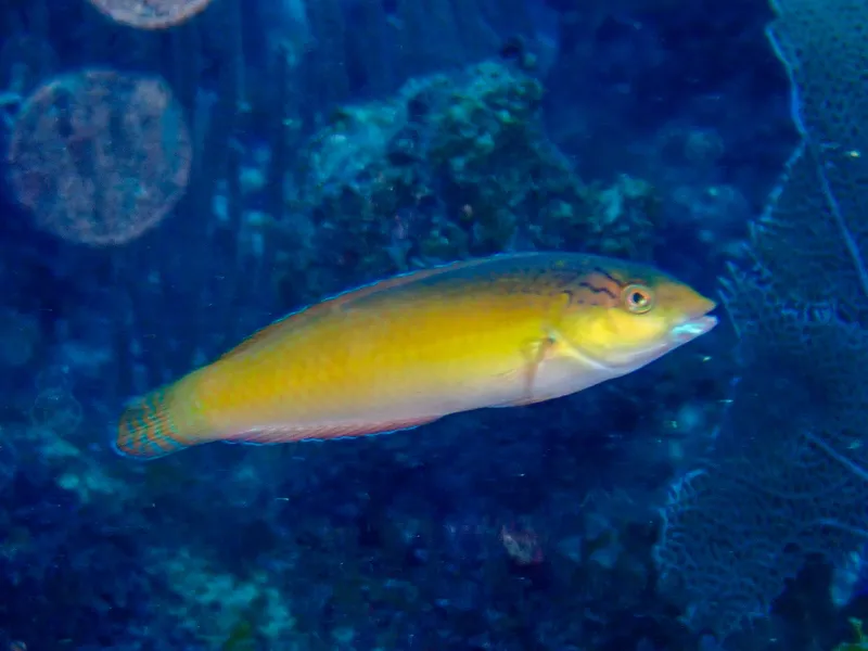 Redback Wrasse (Halichoeres garnoti)
