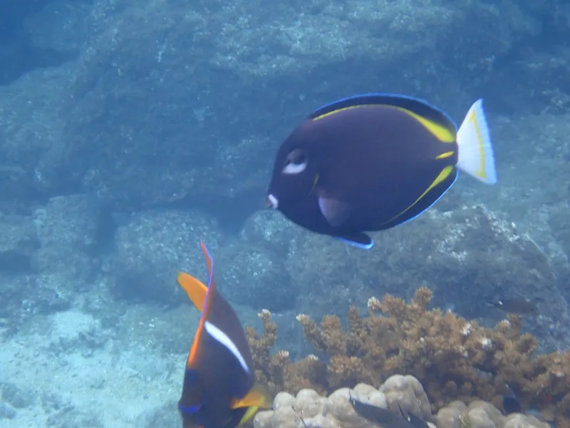Backsurgeonfish (Acanthurus nigricans)