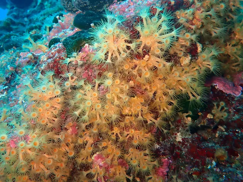 Yellow Cluster Anemone (Parazoanthus axinellae)