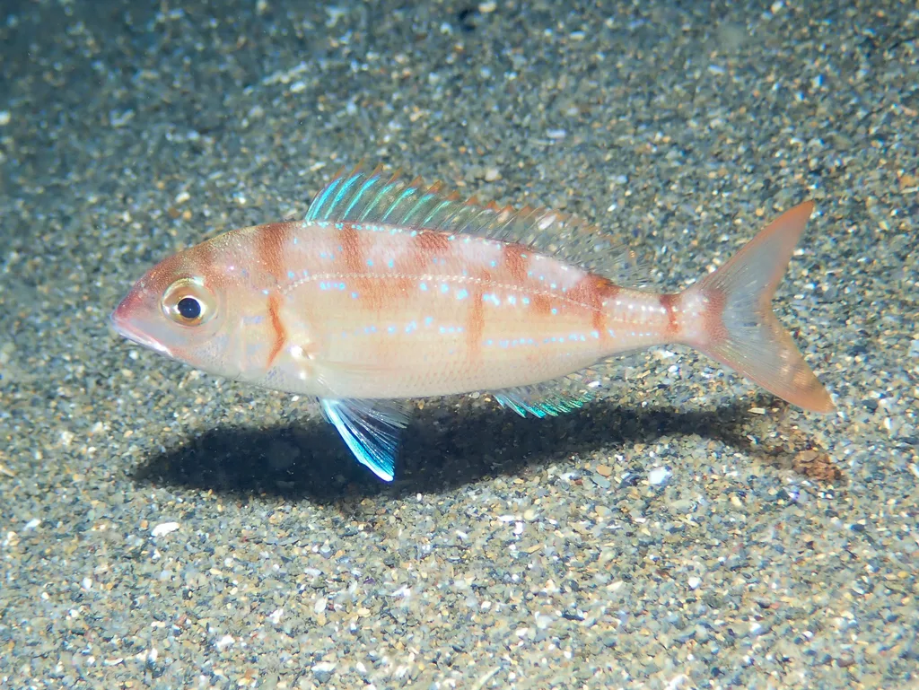 Pandora (Pagellus erythrinus)