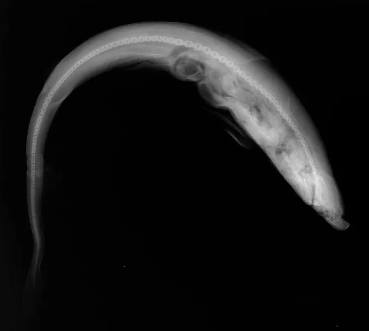 Atlantic Weasel Shark (Paragaleus pectoralis)