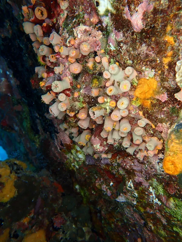 Rhizopsammia goesi