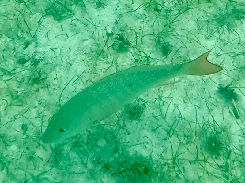 Mutton Snapper (Lutjanus analis)