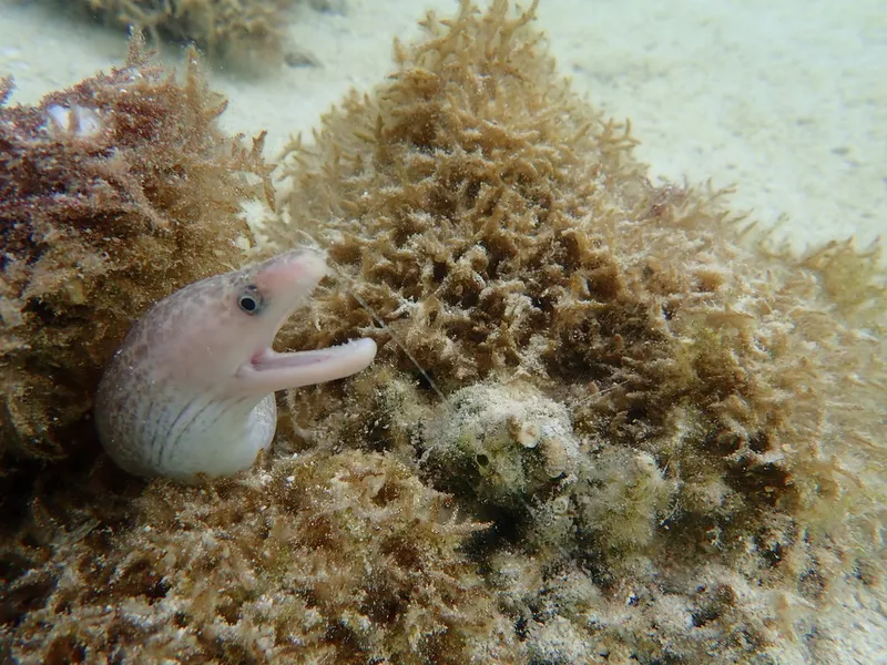 Moray (Gymnothorax cribroris)