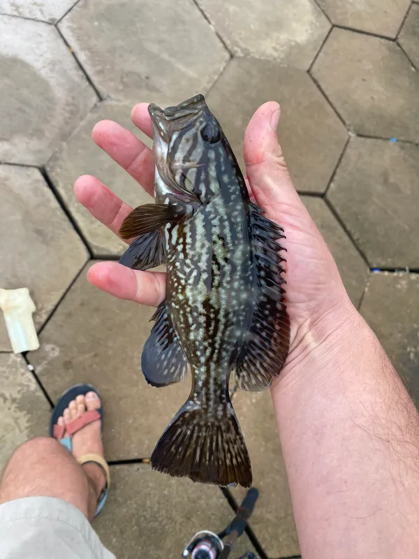 Comb Grouper (Mycteroperca rubra)
