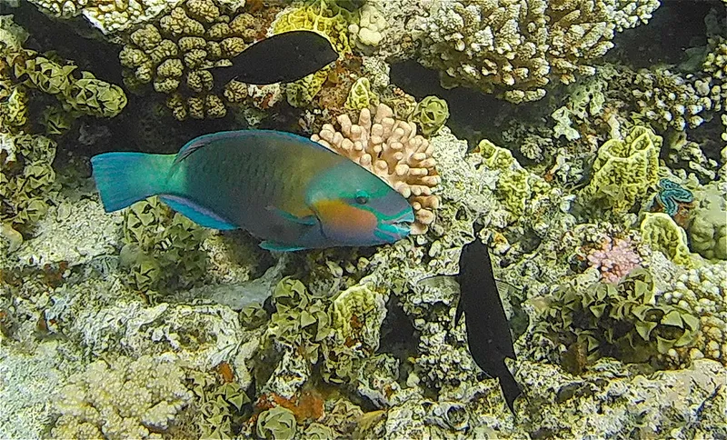 Daisy Parrotfish (Chlorurus sordidus)