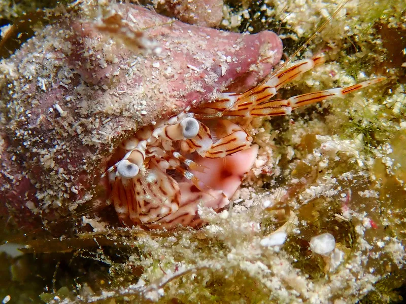 red-striped hermit (Phimochirus holthuisi)