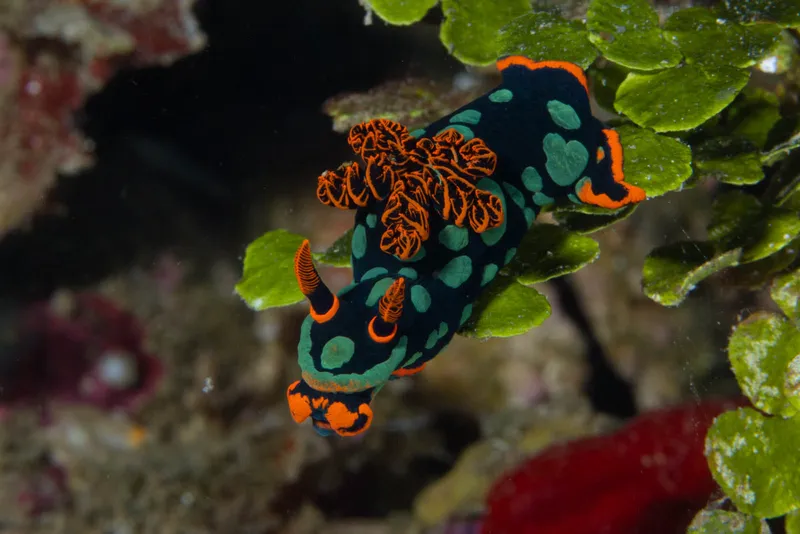 Variable Neon Slug (Nembrotha kubaryana)