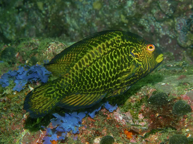 Cocktail Wrasse (Pteragogus aurigarius)