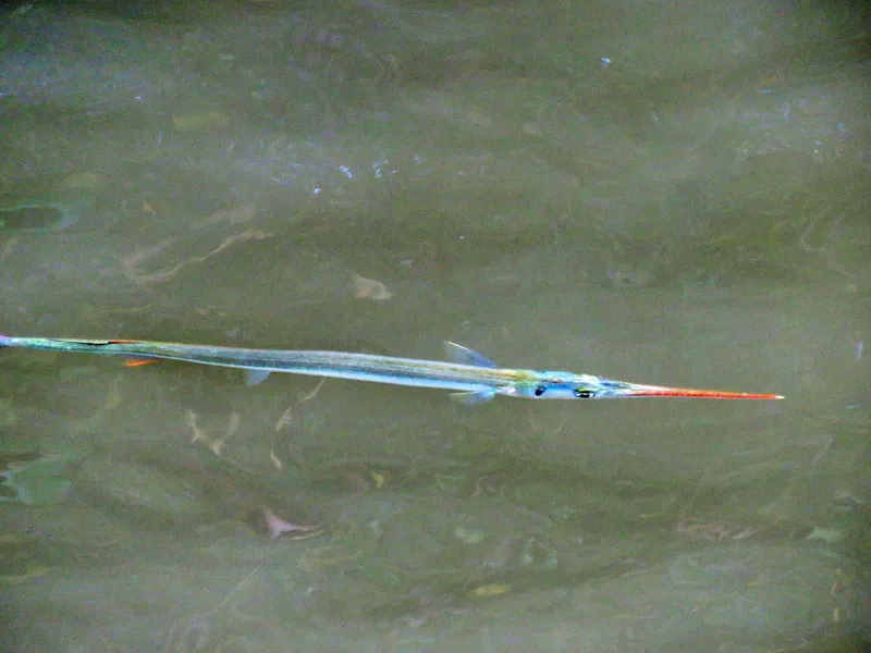 redfin needlefish (Strongylura notata)