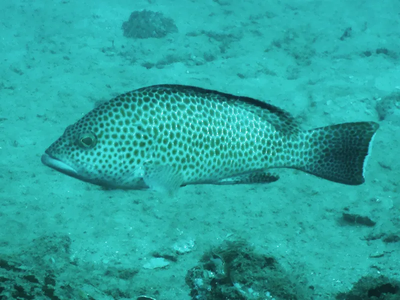 Areolate Grouper (Epinephelus areolatus)