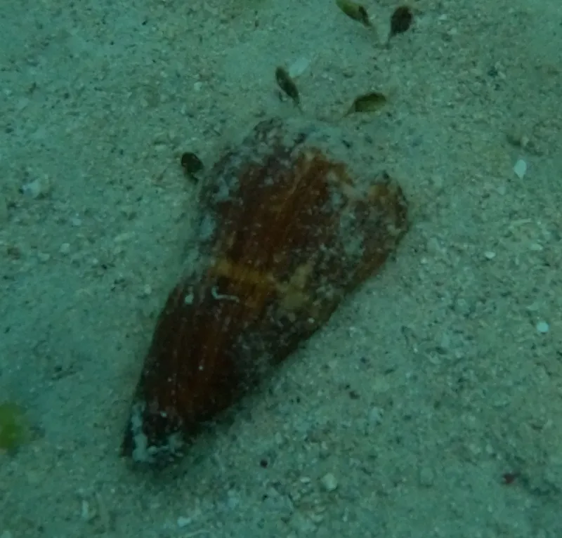 Flag Cone (Conus vexillum)