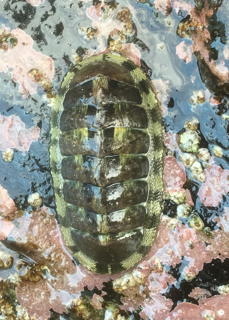 Marbled Chiton (Chiton marmoratus)