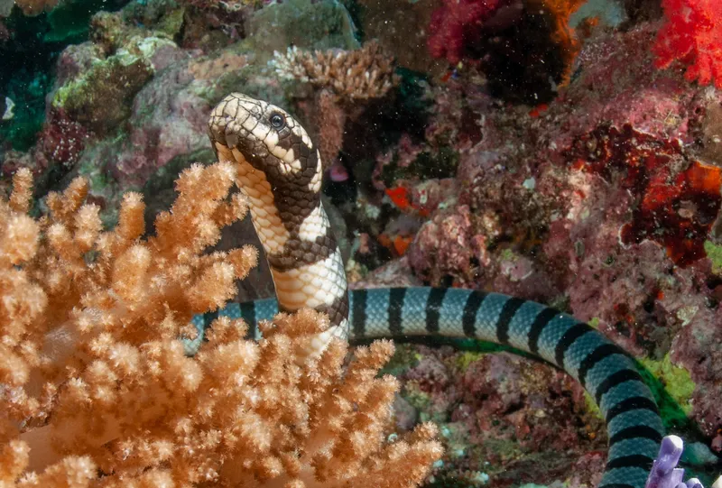 Flat-Tailed Sea Krait (Laticauda guineai)
