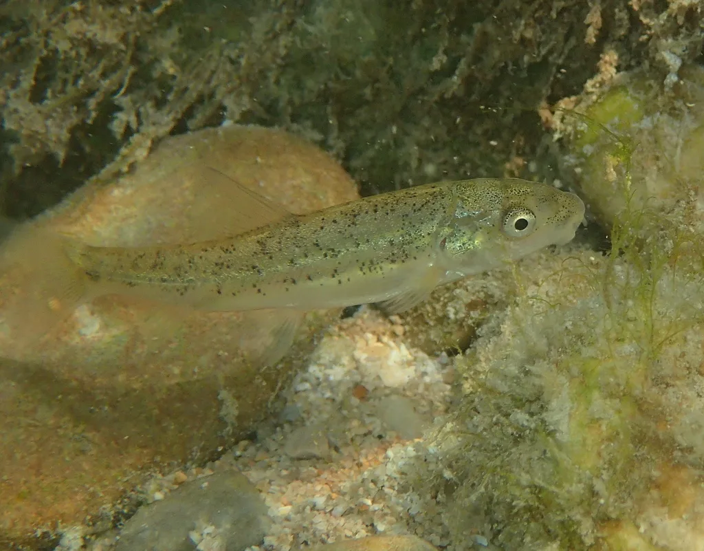 Barbel (Barbus barbus)