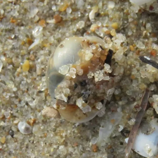 Antilles Glassy-Bubble (Haminoea antillarum)